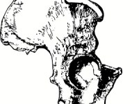 Mémo – Cours de paléoanthropologie au Collège de France Jean-Jacques&nbsp;Hublin