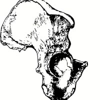 Mémo – Cours de paléoanthropologie au Collège de France Jean-Jacques&nbsp;Hublin